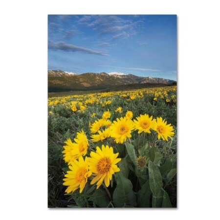 Alan Majchrowicz 'Methow Valley Wildflowers III' Canvas Art,30x47